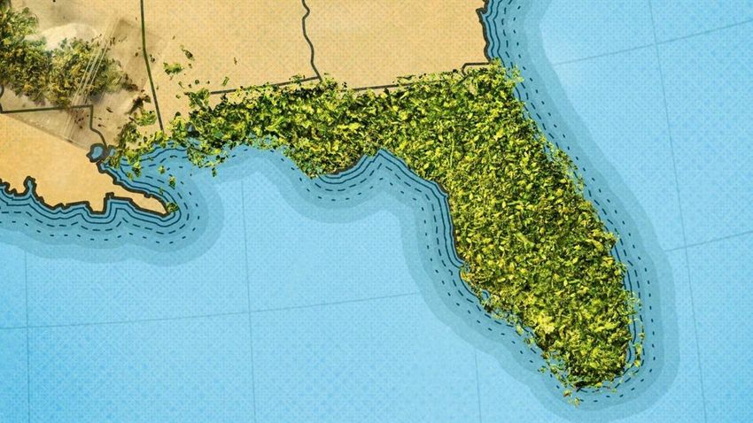  Inside The Battle Over Cannabis Legalization In Florida