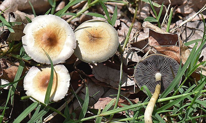  Top Federal Health Official Highlights ‘Growing Evidence’ Psilocybin Can Treat Addiction, Depression And More