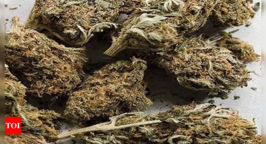  Andhra Pradesh: 23kg cannabis seized, three held