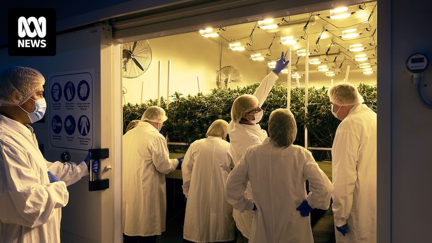  Aussie farmers hoping to make millions as European nations relax cannabis laws