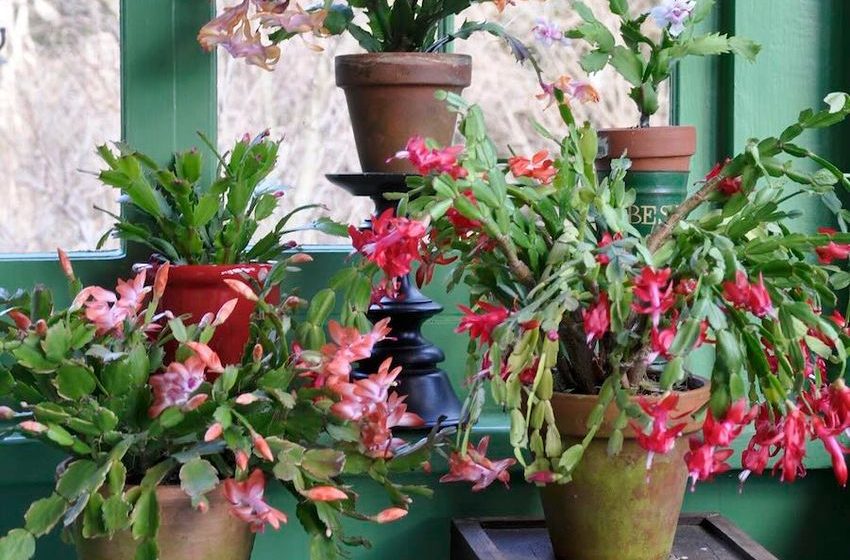  secrets to holiday-cactus success, with matt mattus