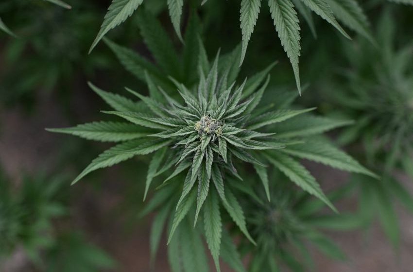 Cannabis commission hears of hurdles standing in the way of outdoor weed crops