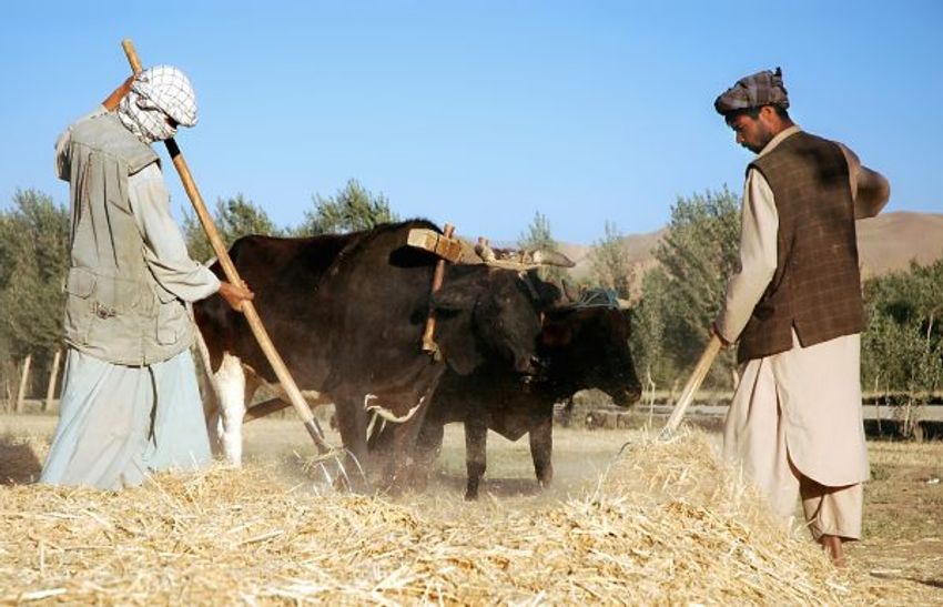  The Taliban’s Make-or-Break Push for Agricultural Self-Sufficiency