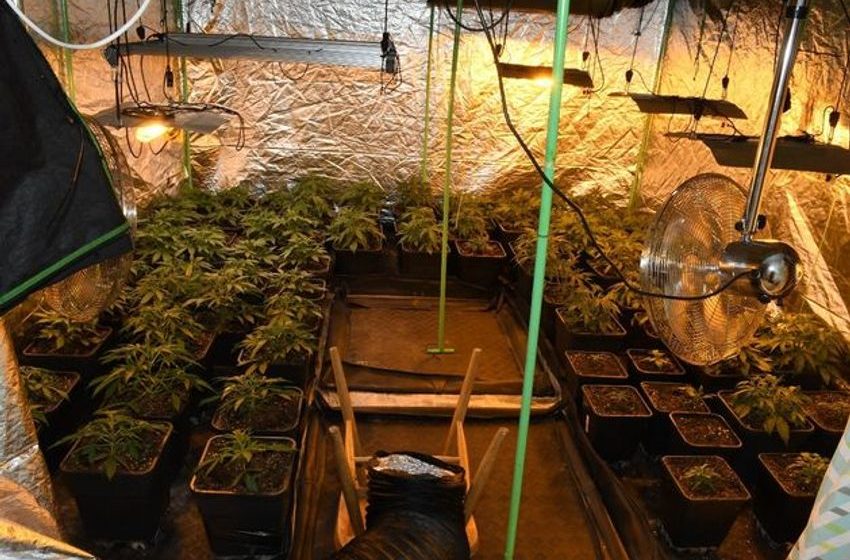  Man (40s) due in court after gardaí seize cannabis plants and herb worth €278k in Galway