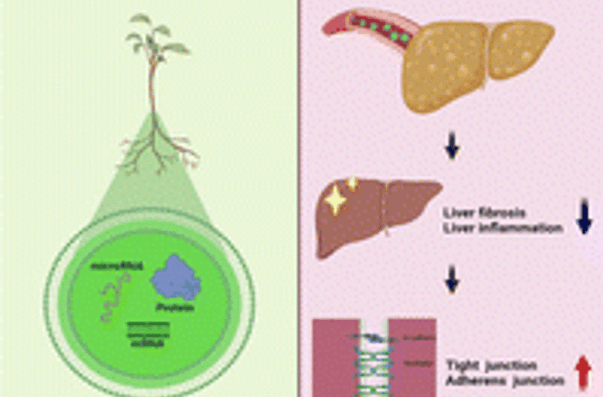  Hemp sprout-derived exosome-like nanovesicles as hepatoprotective agents attenuate liver fibrosis