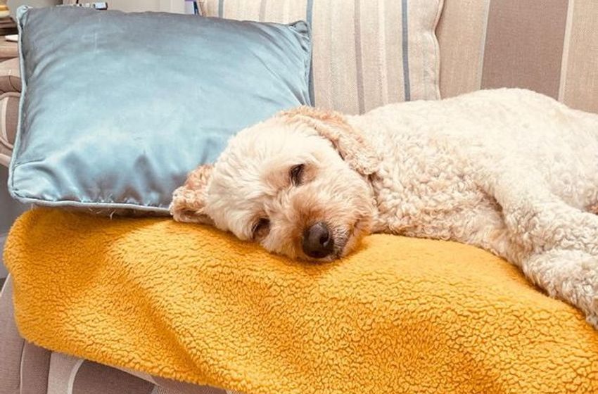  Labradoodle falls seriously ill after ‘ingesting cocaine and cannabis’ in Wicklow