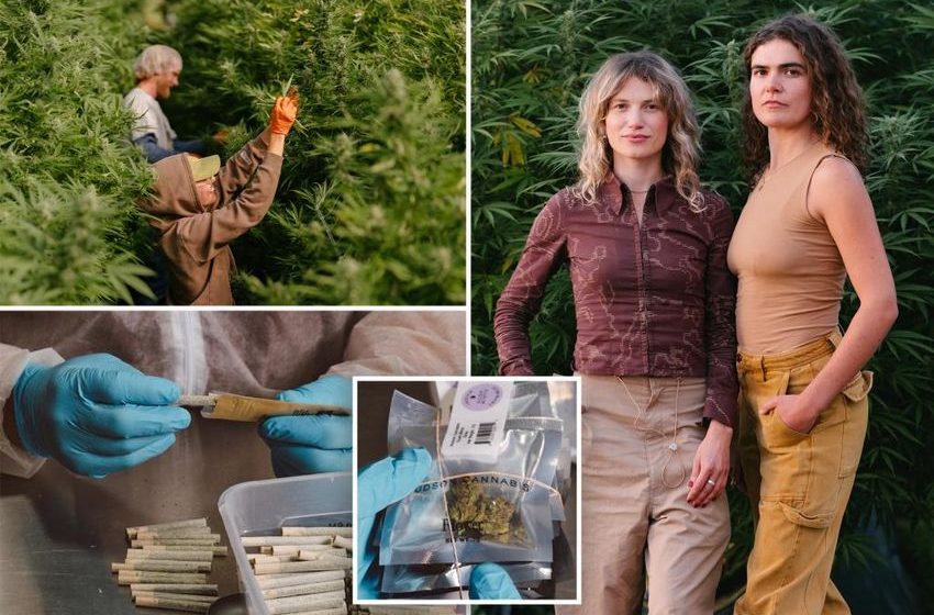  Bargain buzz: NY pot farm moves 100,000 economical ‘dime bags’ under legalization