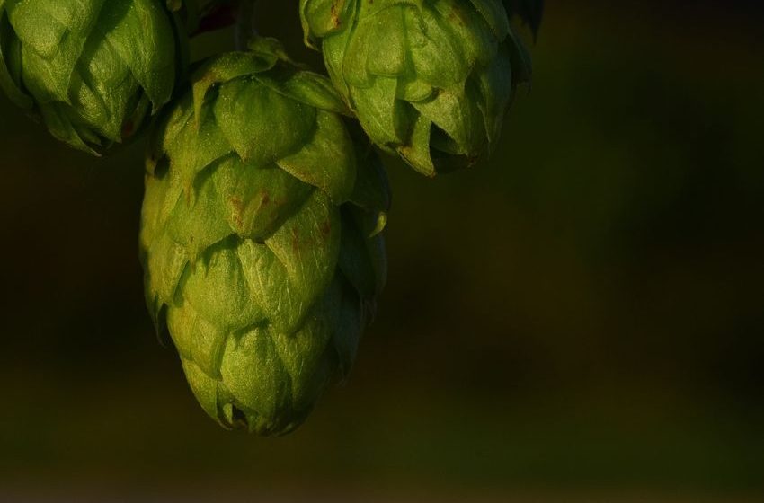  Beyond the Brew: The Medicinal Power of Hops