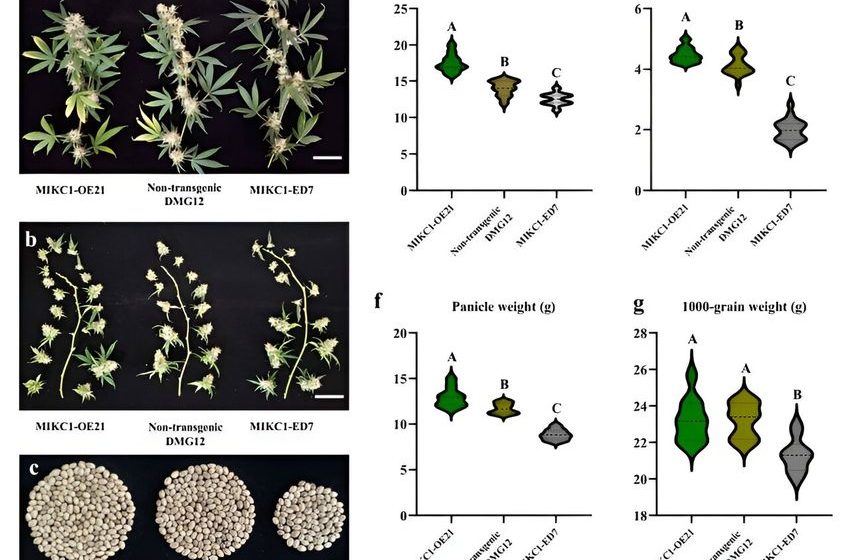  Boosting cannabis production: The science behind bud abundance