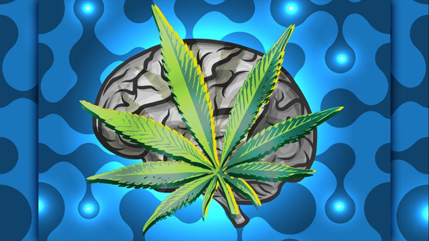  Study: Sustained Use of Medical Cannabis Is Not Associated with Changes in Either Brian Morphology or Cognitive Performance