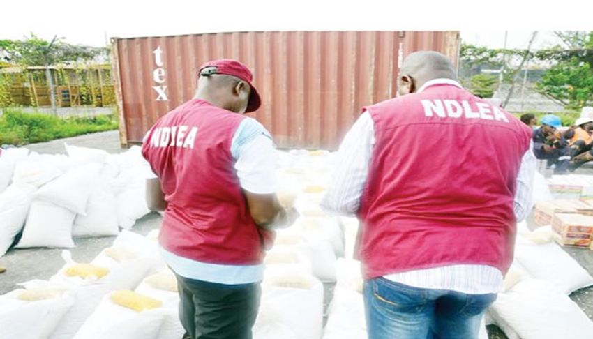  NDLEA destroys over 100,000kg cannabis in Ekiti forest