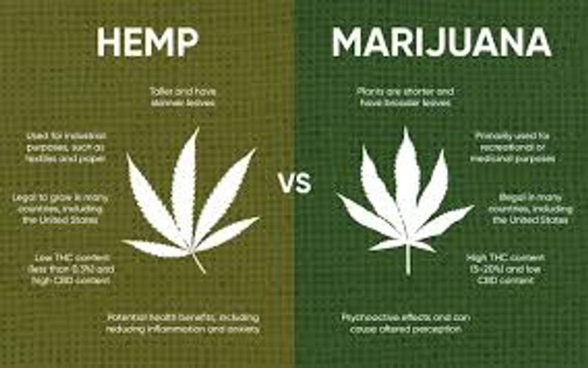  Hemp