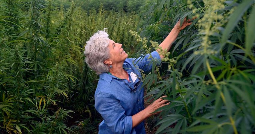  ‘It’s cannabis, but not that kind of cannabis:’ Explore Lancaster County’s hemp farms and future [photos]