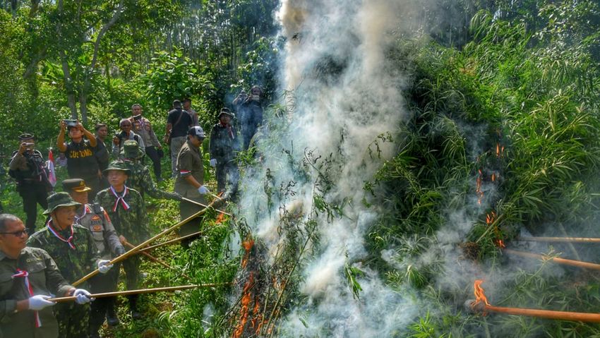  Indonesian police bust illegal marijuana plantation in Bromo National Park, seize 38,000 plants