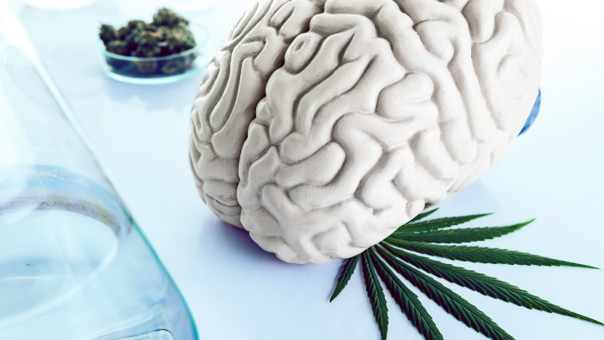  Study: Sustained Use of Medical Cannabis Is Not Associated With Changes in Either Brain Morphology or Cognitive Performance