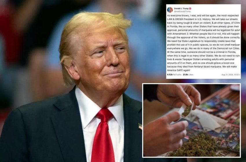  Trump’s green wave: How shift on marijuana could put him over the line in three key swing states