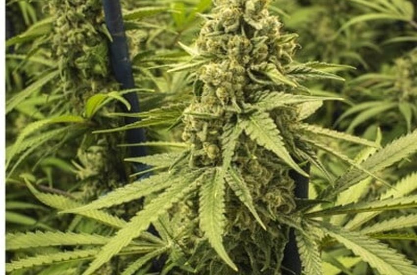  Decision on US marijuana policy shift delayed until after presidential poll