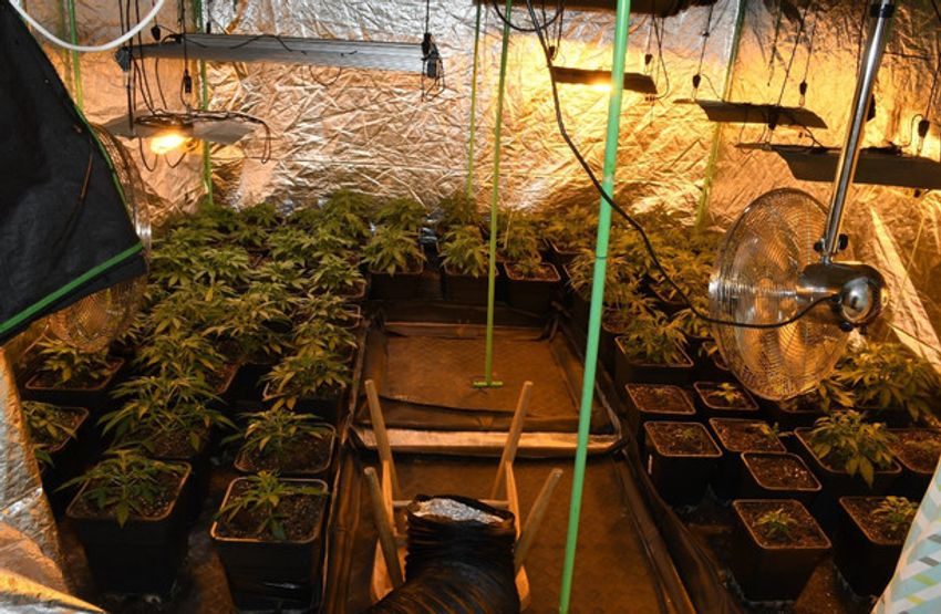  Gardaí seize 260 cannabis plants from grow house in Galway Gaeltacht