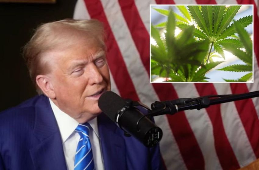  Trump smiles at question about Congress doing shrooms, teases forthcoming drug policy on podcast