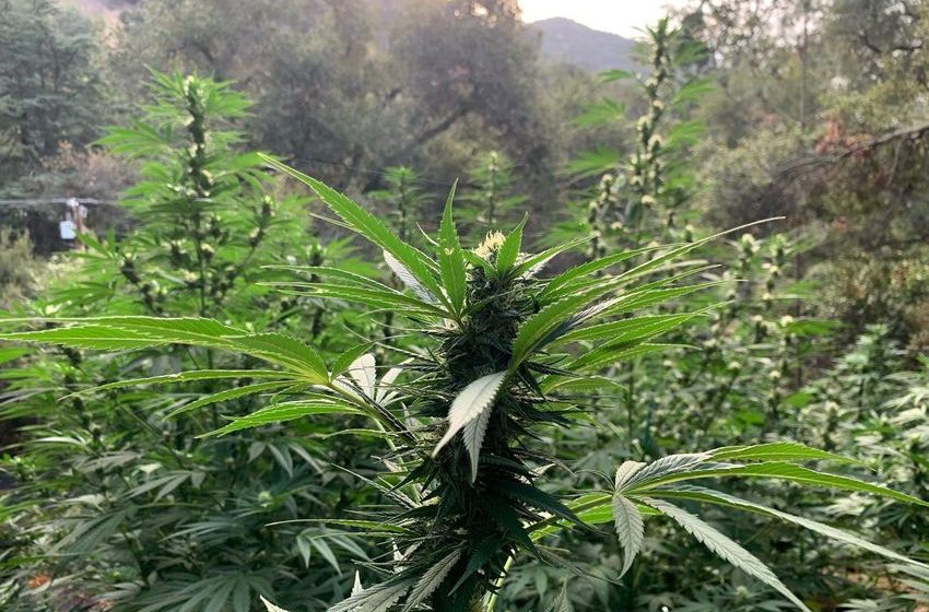  Hall Of Flowers Reveals The State Of California’s Cannabis Industry