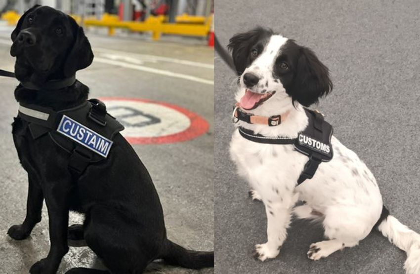  Revenue detector dogs find €7.5 million worth of illicit and illegal contraband in Dublin