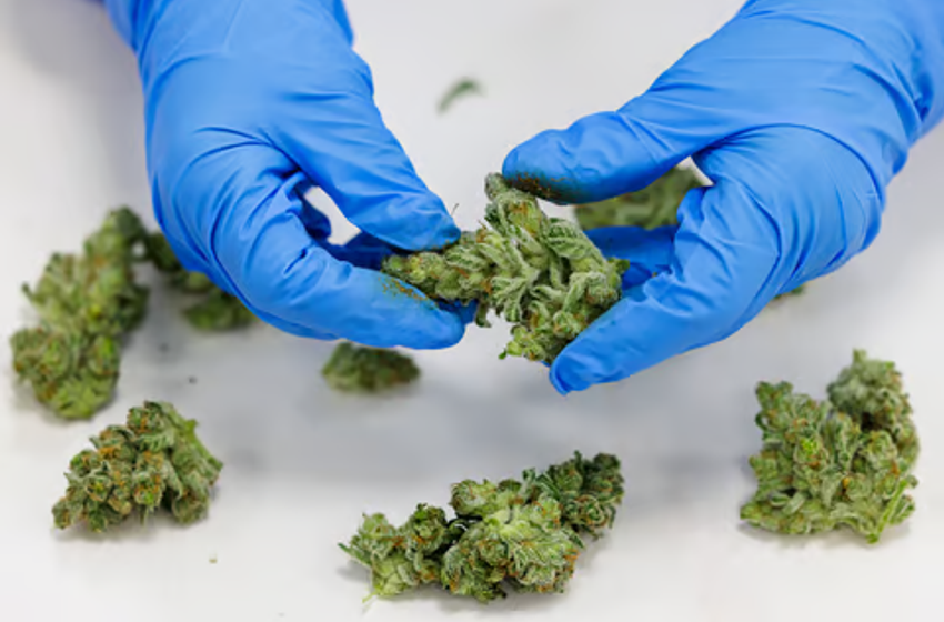  Customs confiscates N682m Sativa Cannabis from Canada