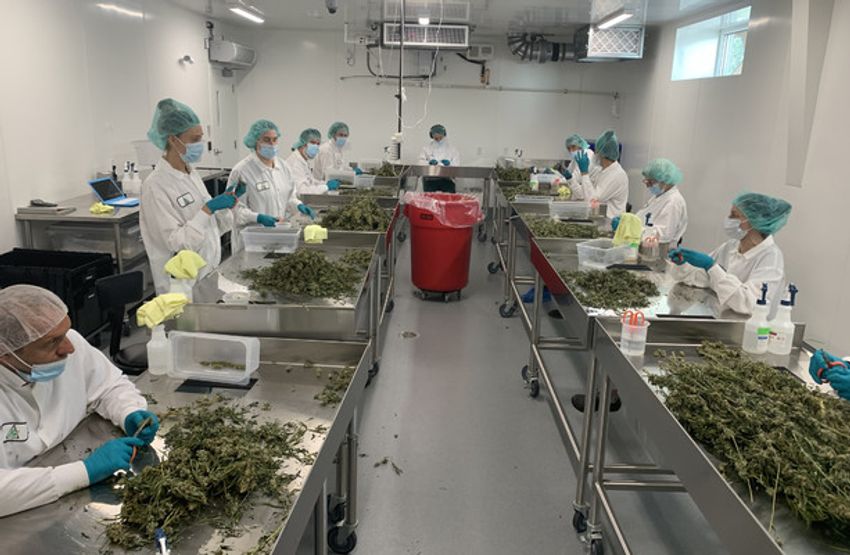  Tour of cannabis factory in Canada shows glimpse of road ahead for Ireland