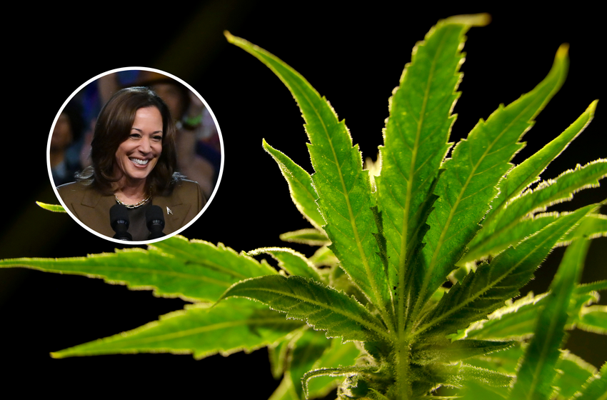  Kamala Harris’ Plan for Marijuana Backed by Young Republicans