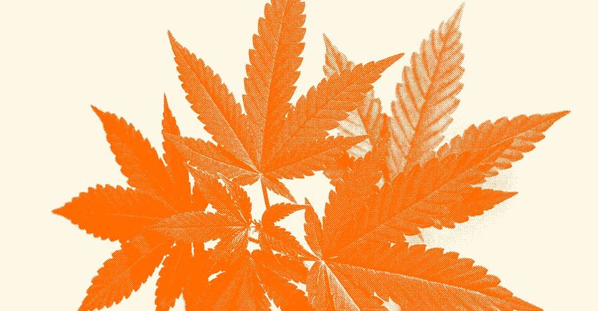  America’s Shifting Attitudes Toward Marijuana