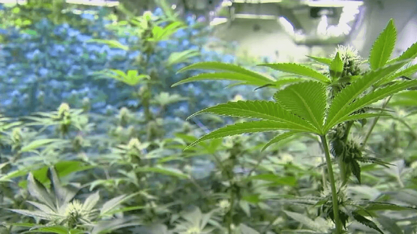  Florida officials express thoughts on legalization of recreational marijuana use