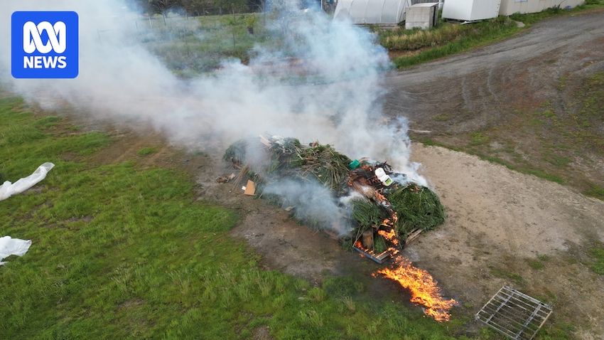  Police seize $26 million illegal cannabis crop in country Victoria