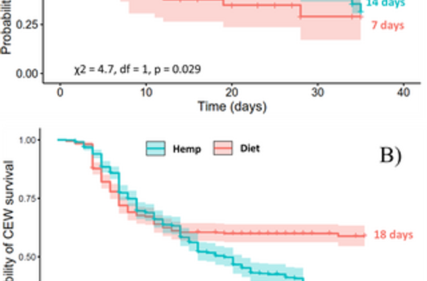  Hemp regulates the fitness of corn earworm (Lepidoptera, Noctuidae) and its tachinid (Diptera) parasitoids