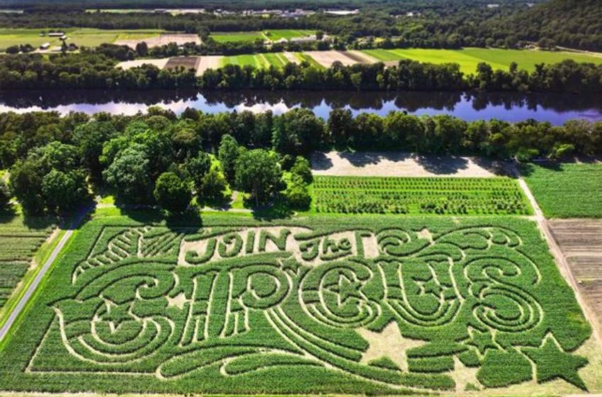  Inside the Weird World of Corn Mazes