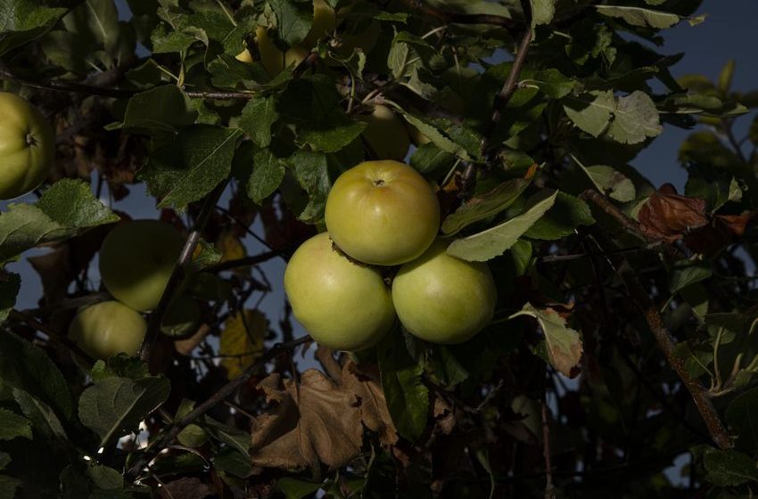  Bringing back Colorado’s rarest apple that was once thought lost