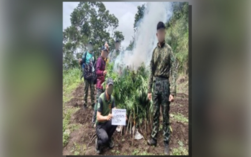  Batac: Ilocos cops seize P32.1-M shabu, marijuana in September