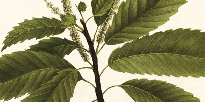  GMOs could reboot chestnut trees