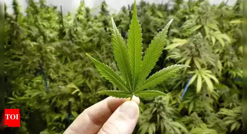  Woman builds cannabis biz via courier, busted in Punjab