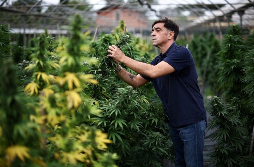  Italy rolling back cannabis liberalisation