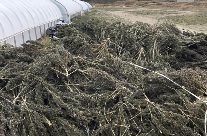  New Mexico Cannabis Firm Vows Legal Action After State Destroys Crops