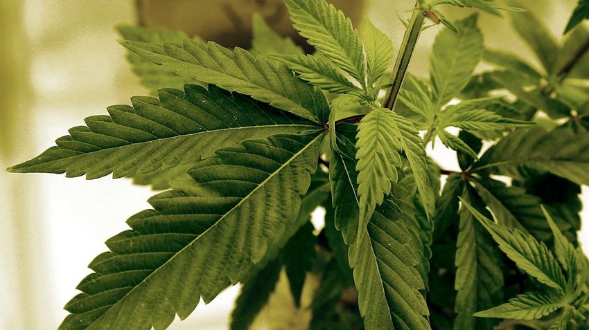  Florida ballot measure to legalize recreational marijuana fails (Joanne Haner/The Hill)