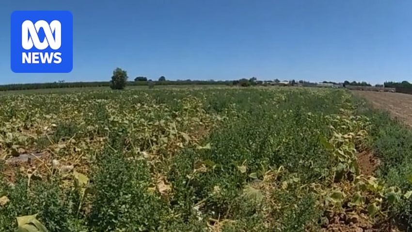  Detectives find commercial-grade cannabis farm concealed in pumpkin patch