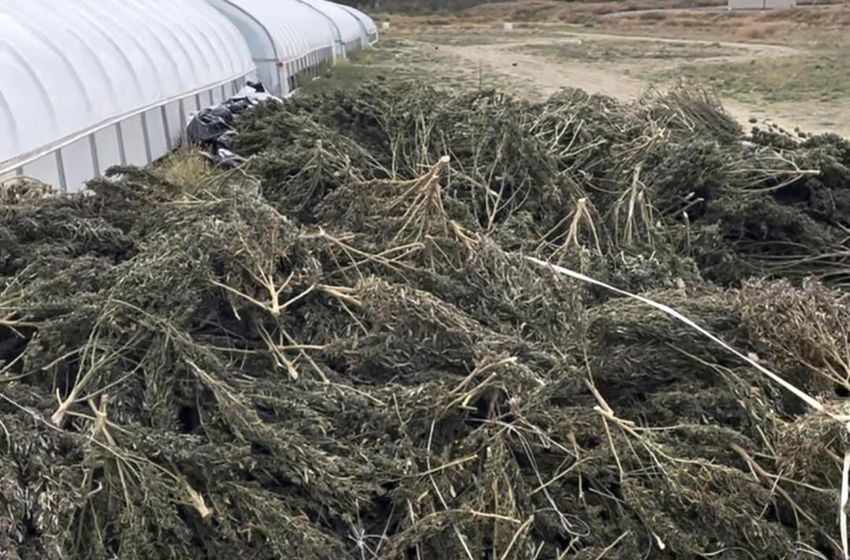  New Mexico, Pot Grower in Showdown Over Destroyed Crop