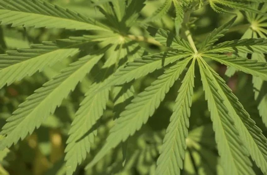  Voters defeat marijuana and psychedelic drug legalization measures in 4 states