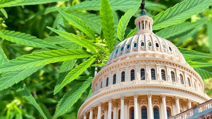  Cannabis “Civil War” Continues As The US Cannabis Counsel Rejects Hemp Applicants To Its Board