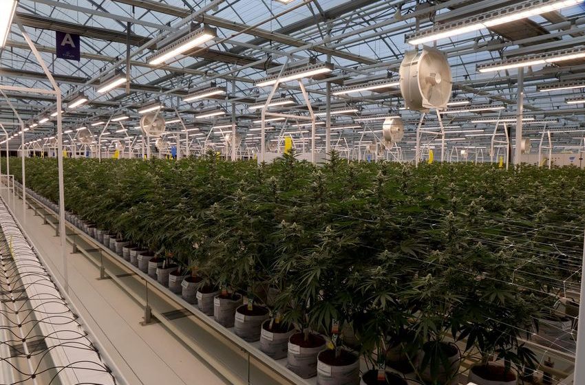  Medicinal cannabis: Tikun Olam Greece starts exports to Switzerland