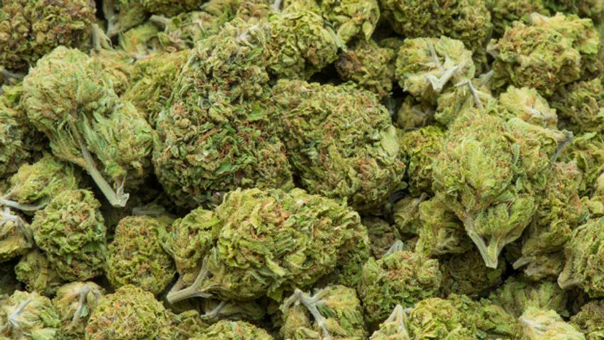  17 quintals marijuana confiscated in Saptari