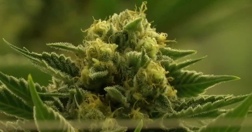  Recreational marijuana delivery to officially become available in Arizona Friday