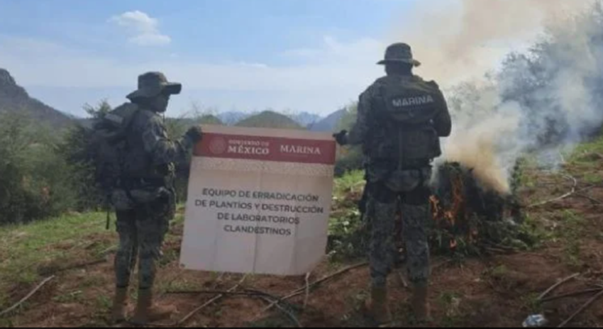  6 Tons Of Marijuana Plantation Found And Destroyed In Culiacan: Sinaloa