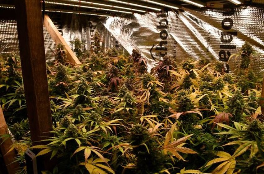  Man arrested after gardaí discover cannabis grow-house in south Dublin