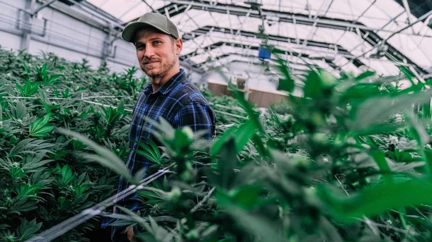  ASX cannabis stocks eyeing $1 billion domestic market